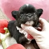 チワワ(ロング)