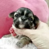 チワワ(ロング)