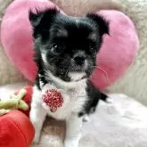 チワワ(ロング)【栃木県・女の子・2025年10月6日・ブラックタン&ホワイト】の写真1「靴下履いてます💕」