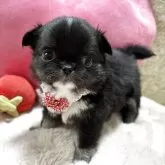 チワワ(ロング)