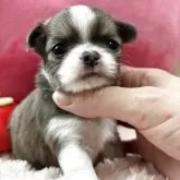 チワワ(ロング)