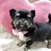 チワワ(ロング)