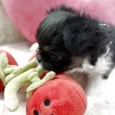 チワワ(ロング)【栃木県・女の子・2025年10月6日・ブラックタン&ホワイト】の写真3