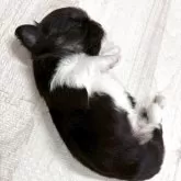 チワワ(ロング)【栃木県・女の子・2025年10月6日・ブラックタン&ホワイト】の写真7「どこでも寝てしまうムチコロちゃん💕」