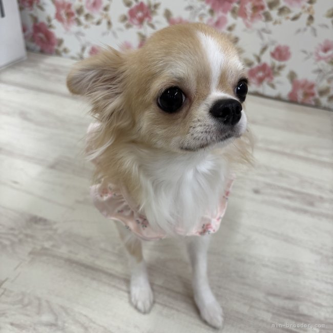 チワワ(ロング)【・女の子・2024年7月25日・フォーンホワイト】