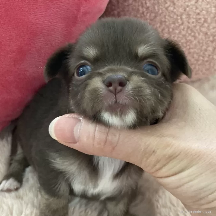 ID:2403-06407の子犬