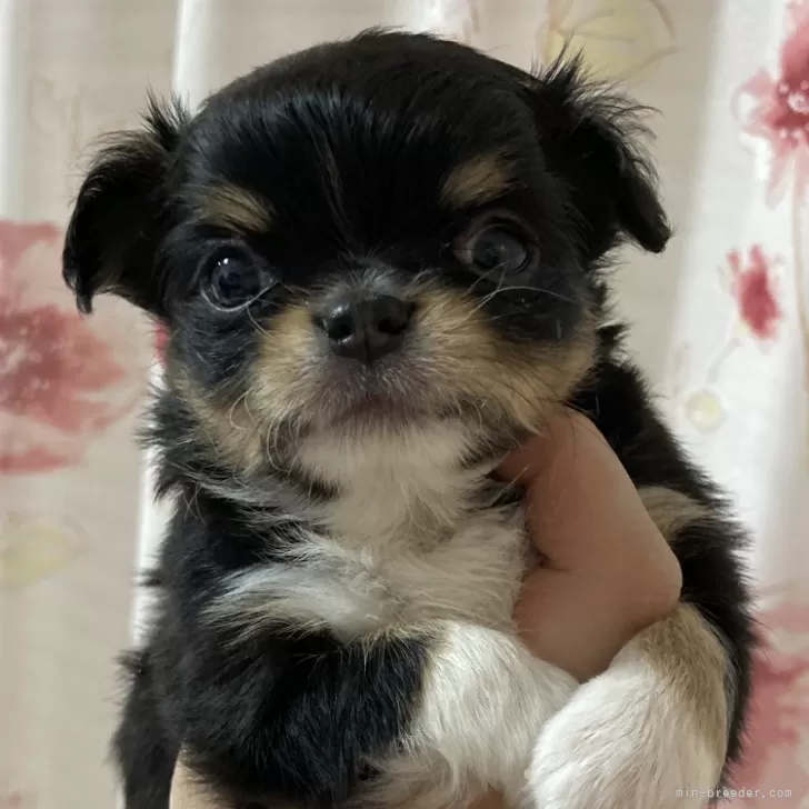 ID：2312-06846の子犬
