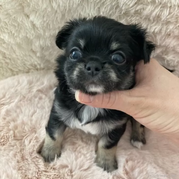 ID：2311-06127の子犬