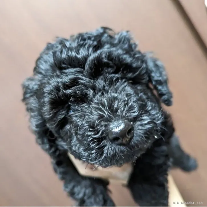 ID:2307-04722の子犬
