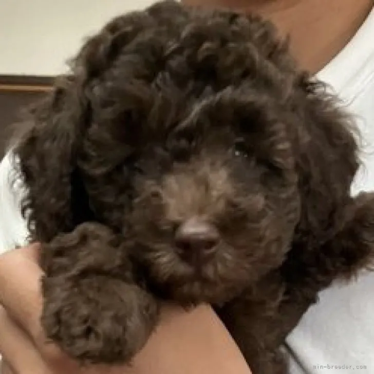 ID:2307-04738の子犬