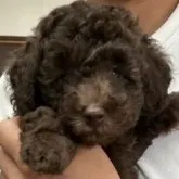 トイプードル(トイ)【宮城県・男の子・2023年6月21日・ブラウン】の写真1「8月15日撮影 目がとてもキレイ」