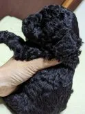 トイプードル(トイ)【宮城県・女の子・2023年6月22日・ブラック】の写真2「7月21日撮影 ムチムチ」