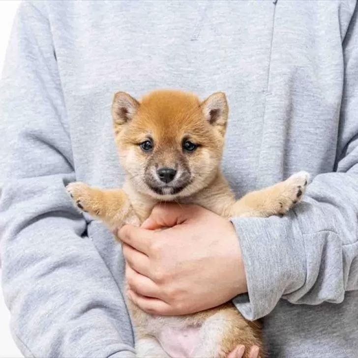 ID:2504-01385の子犬