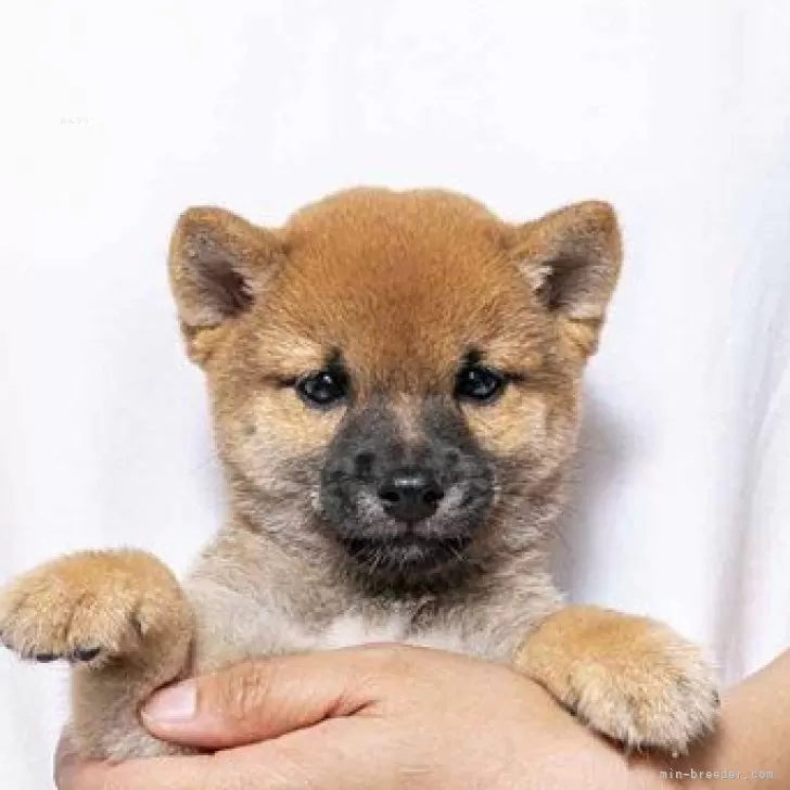 豆柴【大分県・男の子・2025年6月17日・赤】の写真1「形の良い雄らしい目をしています。人懐っこい性格です。」