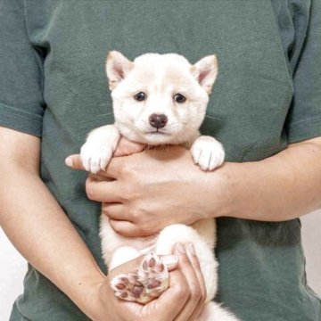 豆柴【大分県・女の子・2025年9月11日・白】の写真「父犬体高２６cm（極小認定犬）母犬体高２６cmです」