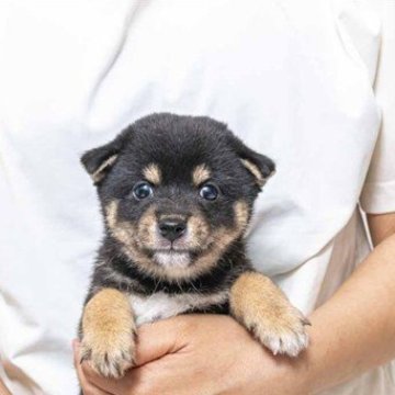 柴犬(豆柴)【大分県・男の子・2025年5月15日・黒】の写真「黒の配色が綺麗で雄ですが丸目で可愛いく優しいです。」