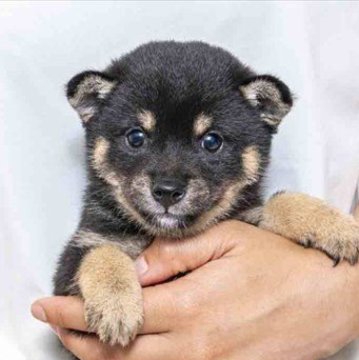 柴犬(豆柴)【大分県・女の子・2025年5月15日・黒】の写真「黒の配色が綺麗で雌らしく丸目が可愛いです。」