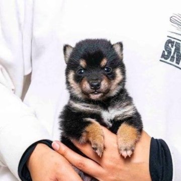 柴犬(豆柴)【大分県・男の子・2025年11月1日・黒】の写真「父犬体高２６cm（極小認定犬）母犬体高２６．５cm」