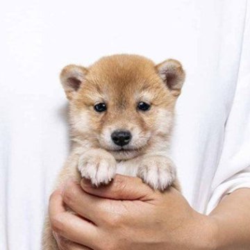 豆柴【大分県・男の子・2025年6月17日・赤】の写真「雄らしい目と太い鼻をしています。」