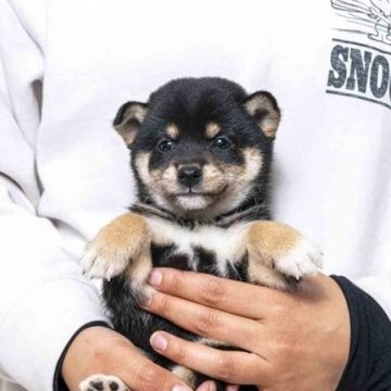 柴犬(豆柴)【大分県・女の子・2025年10月29日・黒】の写真「父犬体高２６cm（極小認定犬）母犬体高２７cmです」