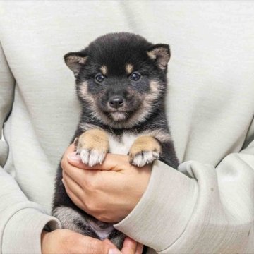 柴犬(豆柴)【大分県・男の子・2024年12月1日・黒】の写真「父犬体高２６cm（極小認定犬）母犬体高２６cm」