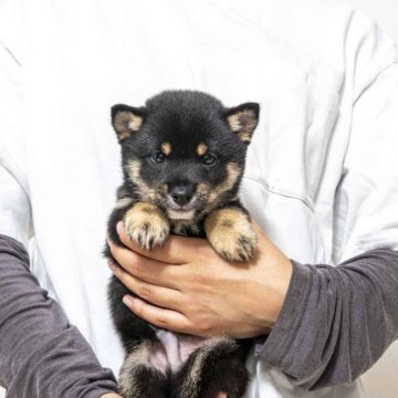 豆柴【大分県・男の子・2025年9月7日・黒】の写真「父犬体高２６cm（極小認定犬）母犬体高２６cmです」