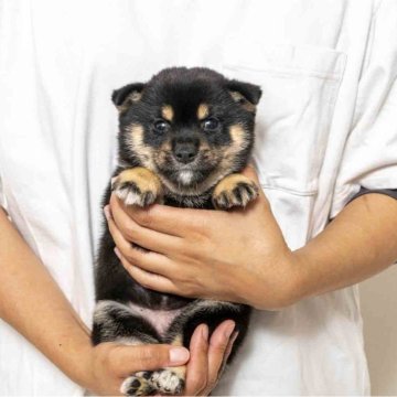 豆柴【大分県・女の子・2025年9月11日・黒】の写真「父犬体高２６cm（極小認定犬）母犬体高２６cmです」