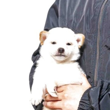 柴犬(豆柴)【大分県・男の子・2025年10月29日・白】の写真「父犬体高２６cm（極小認定犬）母犬体高２７cmです」