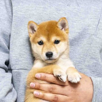 柴犬(豆柴)【大分県・女の子・2025年2月21日・赤】の写真「目が可愛く赤の配色がとっても綺麗な女の子です。」