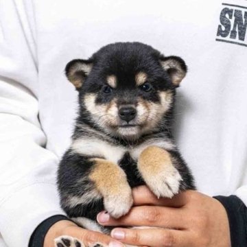 柴犬(豆柴)【大分県・女の子・2025年10月29日・黒】の写真「父犬体高２６cm（極小認定犬）母犬体高２７cmです」