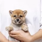 豆柴