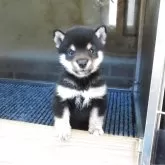 豆柴