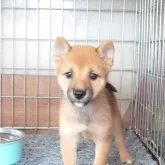 豆柴