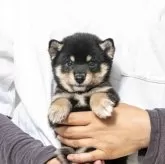 豆柴【大分県・男の子・2025年9月7日・黒】の写真1「父犬体高２６cm（極小認定犬）母犬体高２６cmで黒の配色がとっても綺麗です。」