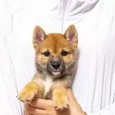 豆柴
