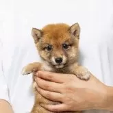 豆柴