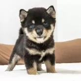 豆柴【大分県・男の子・2025年9月7日・黒】の写真2