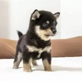 豆柴【大分県・男の子・2025年9月7日・黒】の写真3