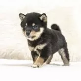 豆柴【大分県・男の子・2025年9月7日・黒】の写真5