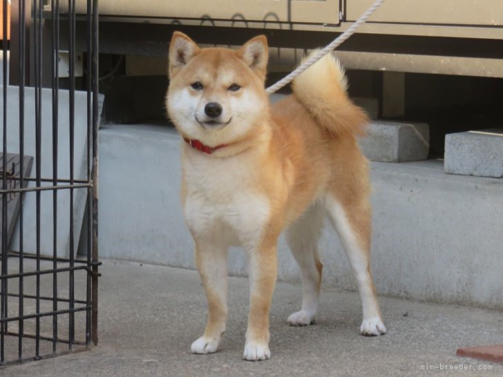 豆柴【・女の子・2021年10月28日・あか】