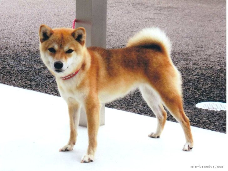 豆柴【・女の子・2022年11月3日・あか】