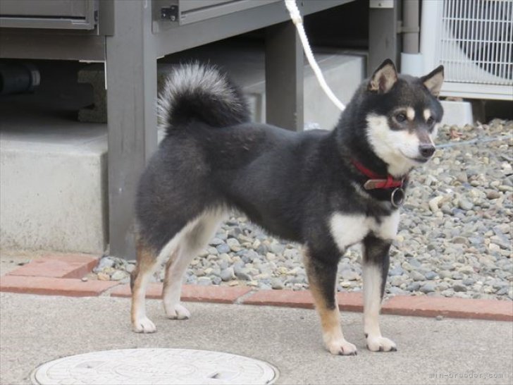 豆柴【・女の子・2019年4月27日・くろ】