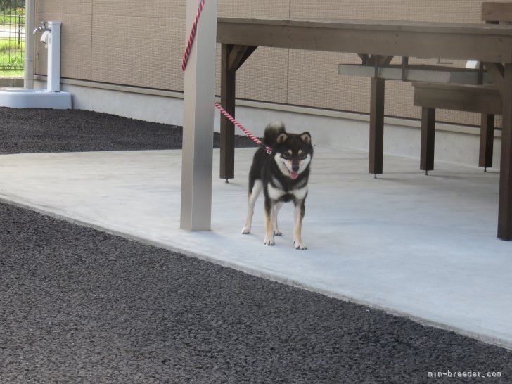 豆柴【・女の子・2023年8月5日・黒】「体高25.0cm(極小認定犬)」