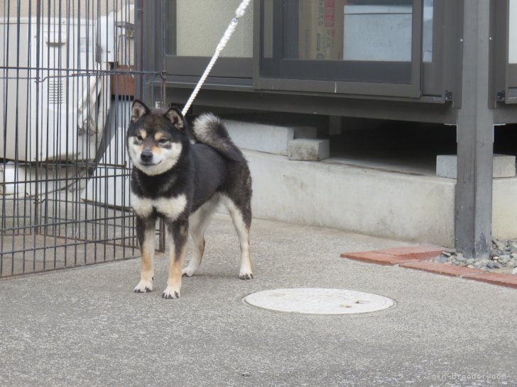 豆柴【・女の子・2022年12月22日・黒】「目がとっても綺麗なお母さんです。」