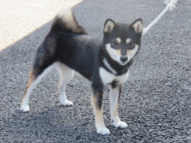 豆柴【・女の子・2021年10月15日・くろ】