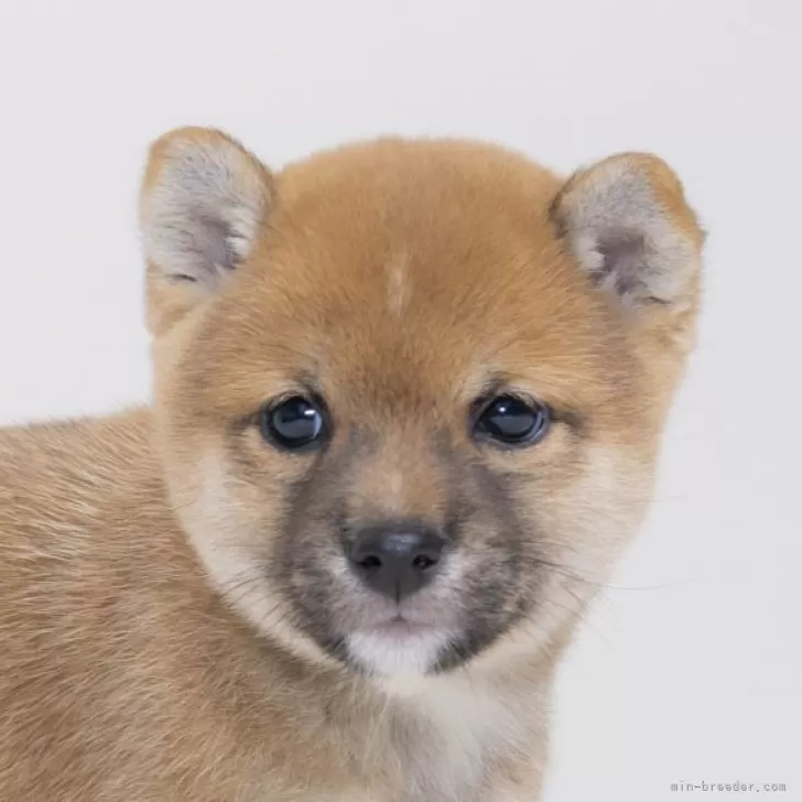 ID:2401-01962の子犬