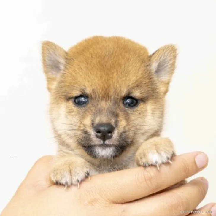 ID:2310-04874の子犬