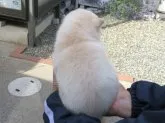 豆柴【大分県・男の子・2022年2月10日・しろ】の写真4