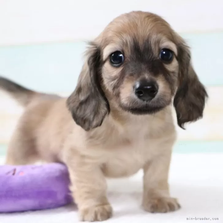 ID：2508-07869の子犬