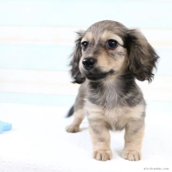 ちゃっぴー 様のお迎えした子犬